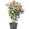 Viburnum Tinus Compactum