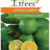 Citrus Lime West Indian Plant