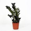 Zamioculcas Zamiifolia Black Raven